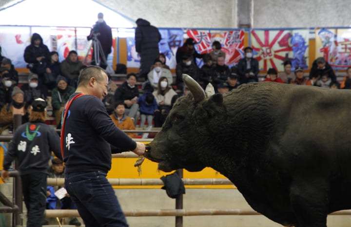 Uwajima City Bullfighting03