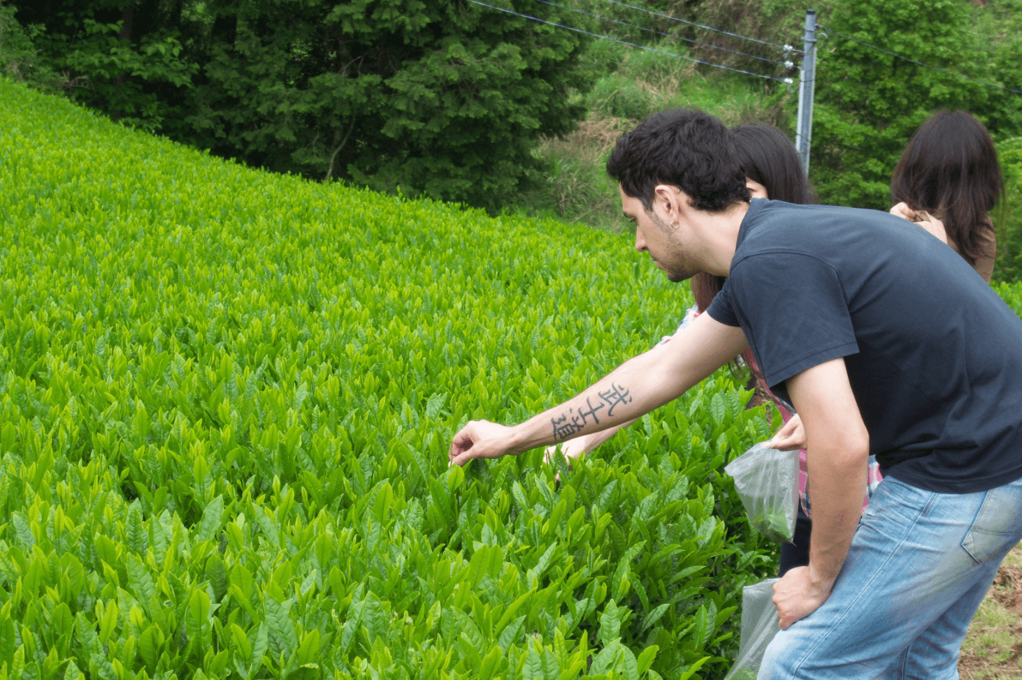 Nara tea 'Yamato tea' tea picking experience