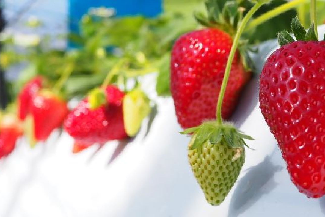 Karuizawa Garden Farm Strawberry Garden