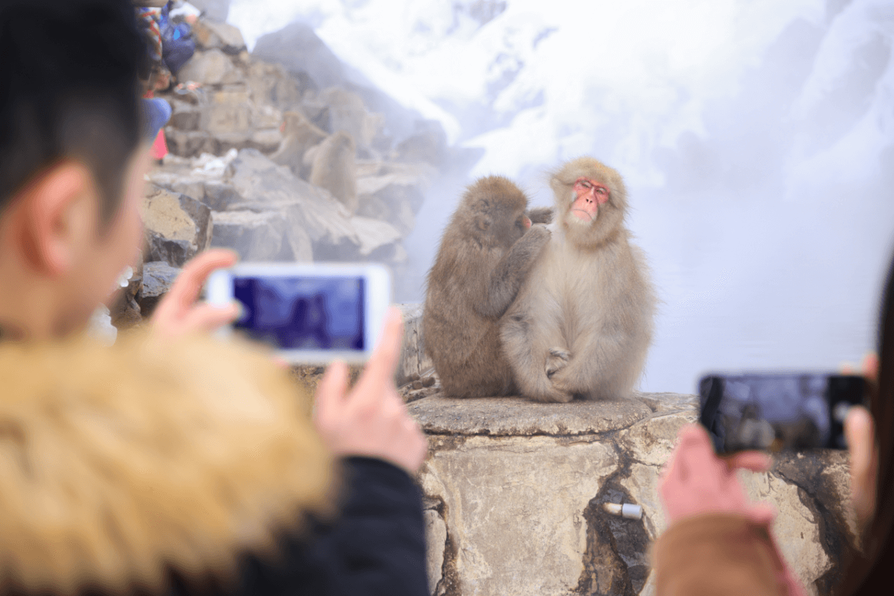 Jigokudani Wild Monkey Park