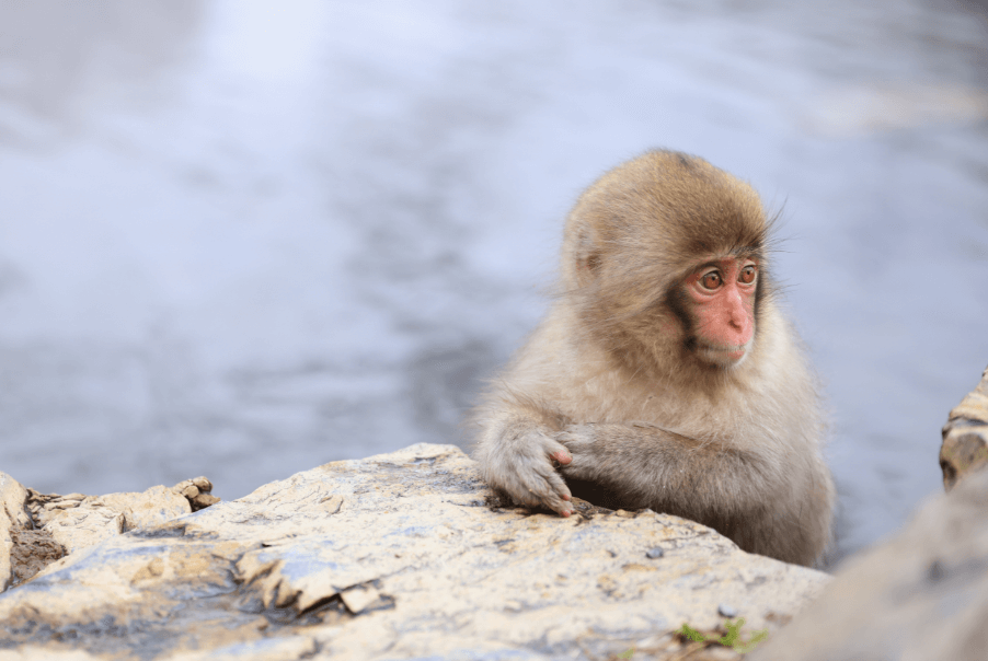 Jigokudani Wild Monkey Park