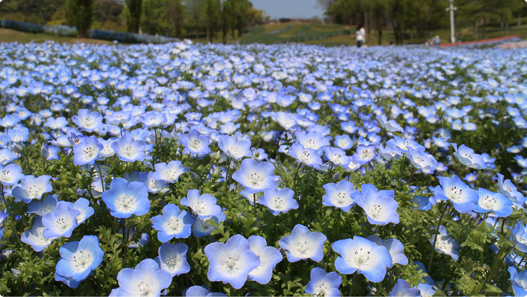 Akashi Kaikyo National Government Park