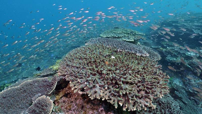 Tatsukushi Diving Center