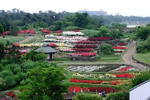 浜寺公園ばら庭園 バラの見ごろ イベント Osaka Info