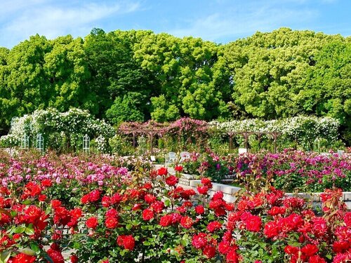 長居植物園 春のローズウィーク