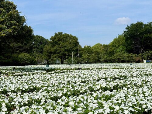 長居植物園 ホワイトビンカフェア