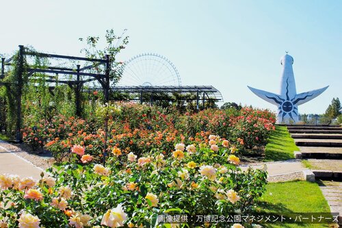 万博記念公園 秋のローズフェスタ