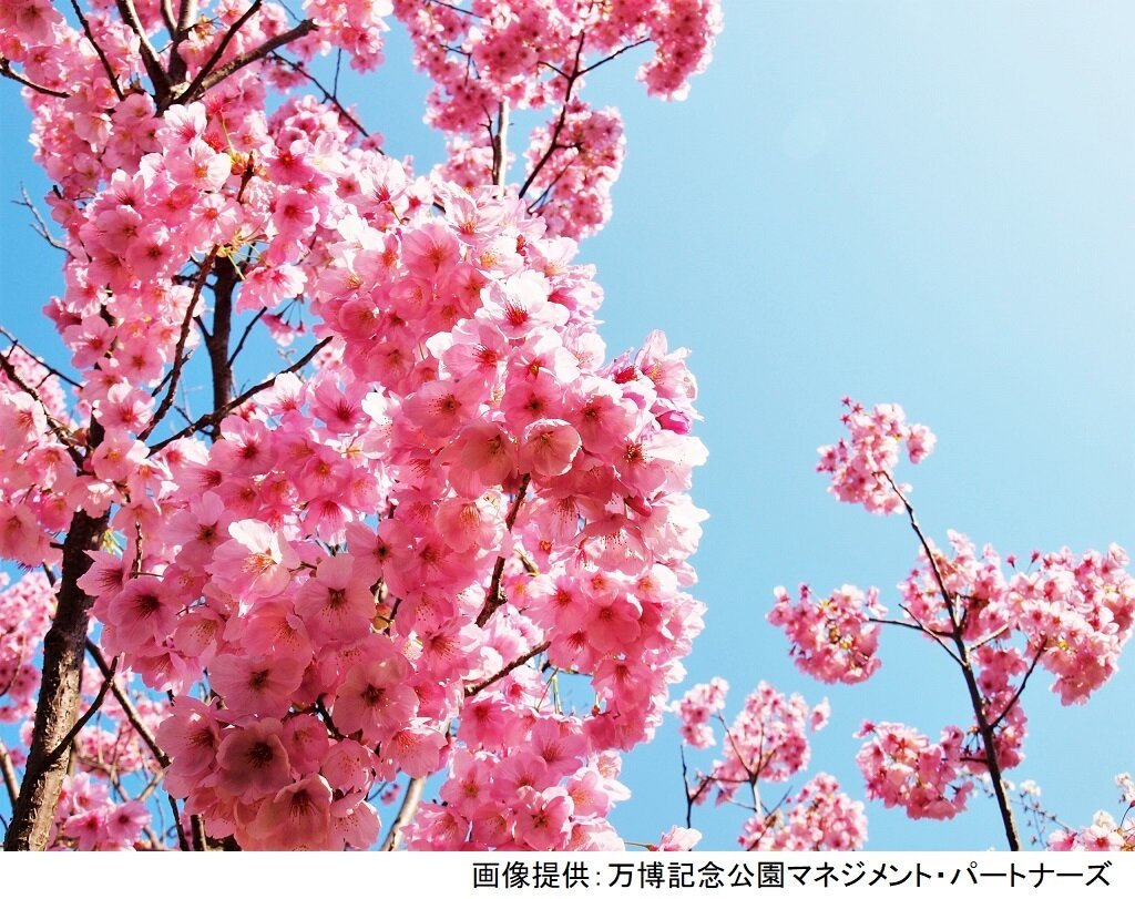 万博 記念 公園 桜