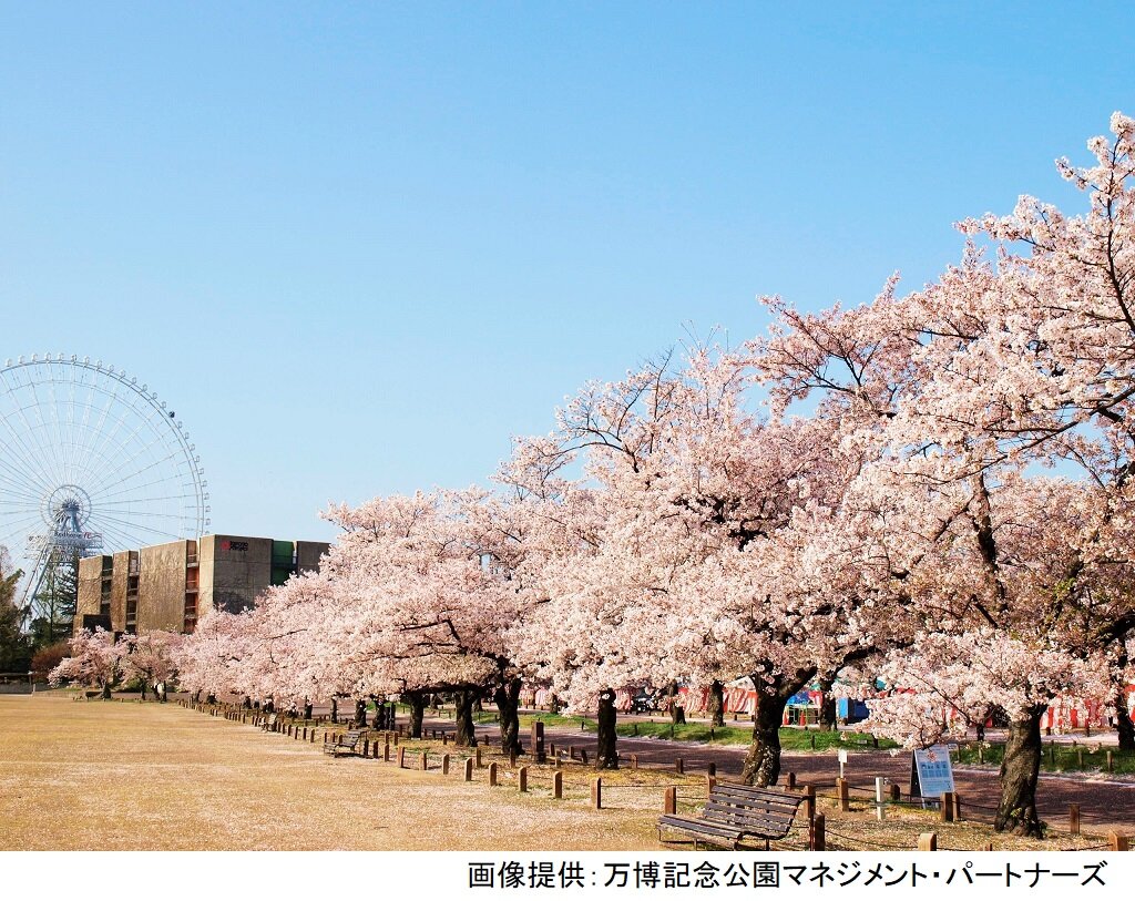 万博記念公園 桜まつり イベント Osaka Info 万博記念公園 桜まつり イベント Osaka Info
