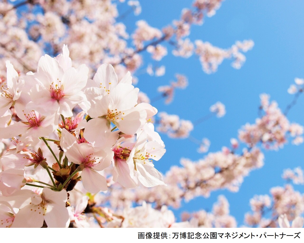 万博記念公園 桜まつり イベント Osaka Info