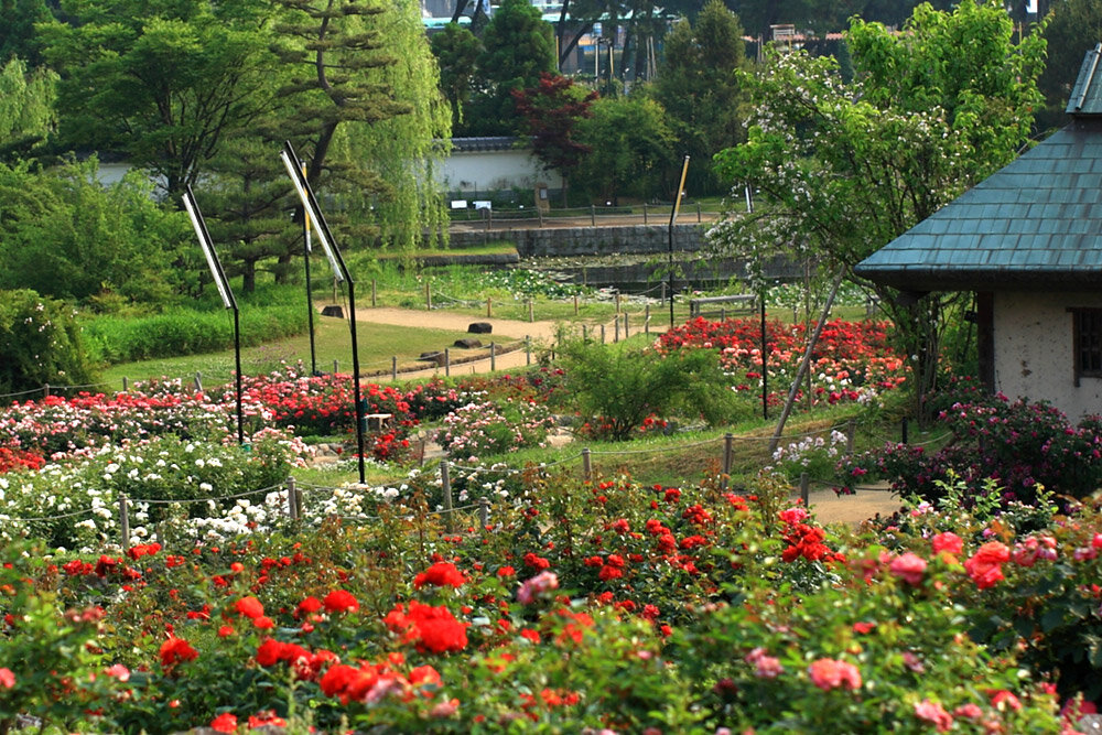 浜寺公園ばら庭園 バラの見ごろ イベント Osaka Info