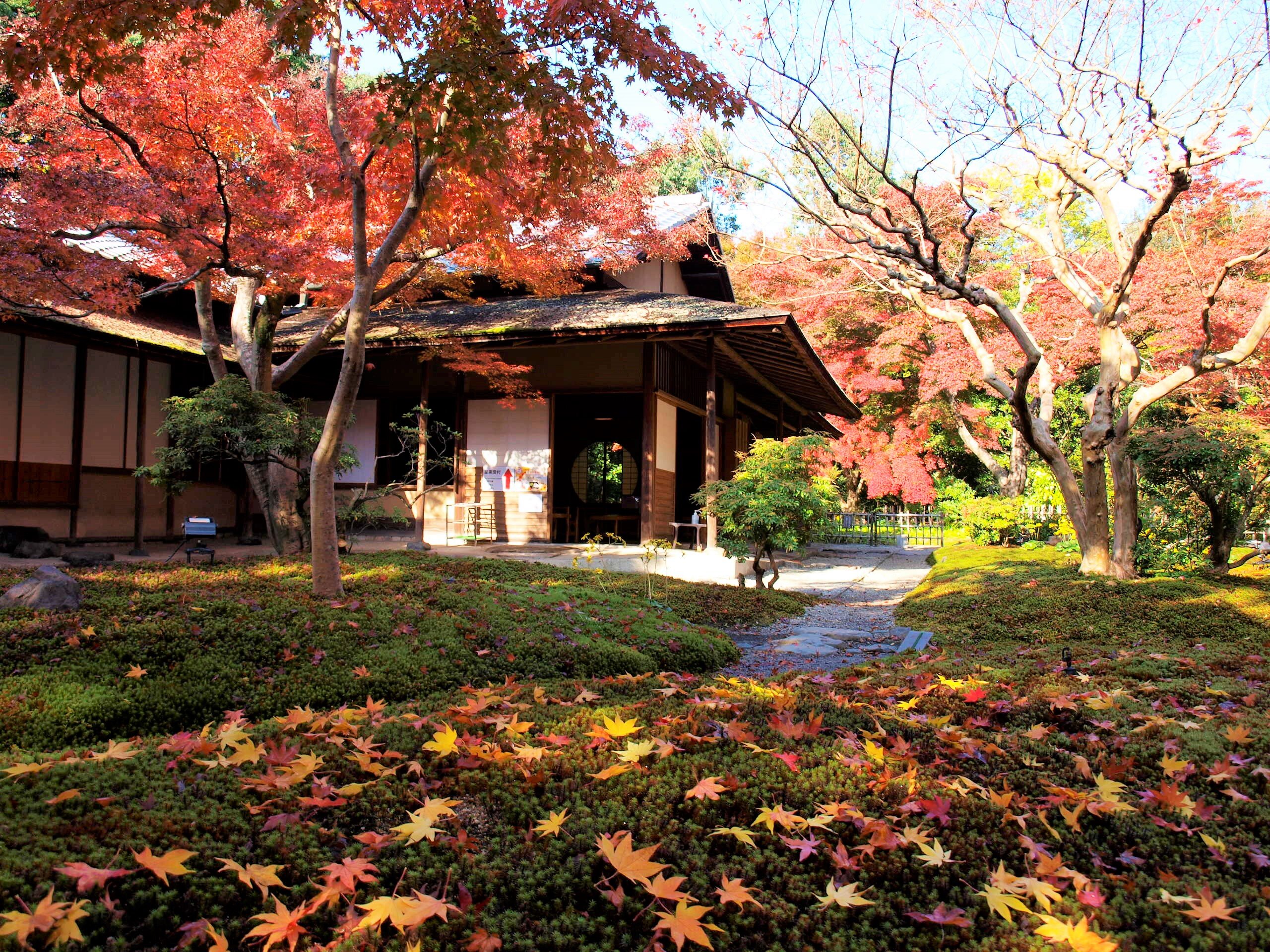 万博記念公園 紅葉まつり イベント Osaka Info