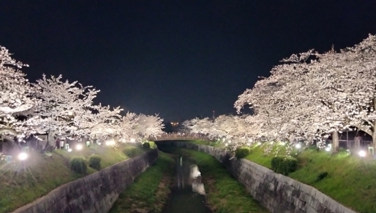 夜桜