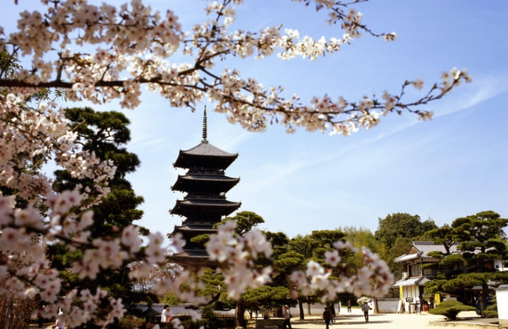 備中国分寺と桜