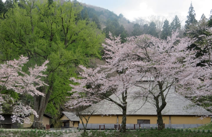 菅谷高殿/山内生活伝承館と桜