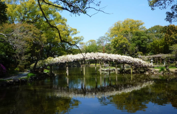 天赦園　太鼓橋状の藤棚