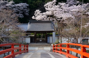 室生寺太鼓橋と桜