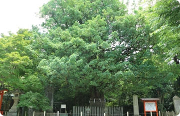 熊野速玉大社_御神木ナギ