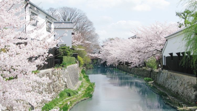 八幡堀_桜