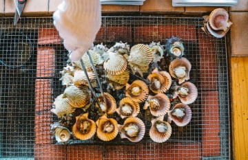 Conchas de turbante y vieiras