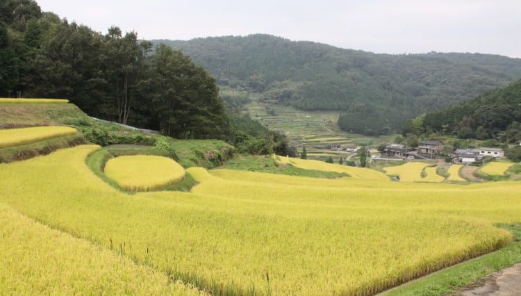 乙大木谷の棚田