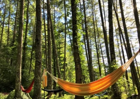 التأرجح في أرجوحة في الغابة