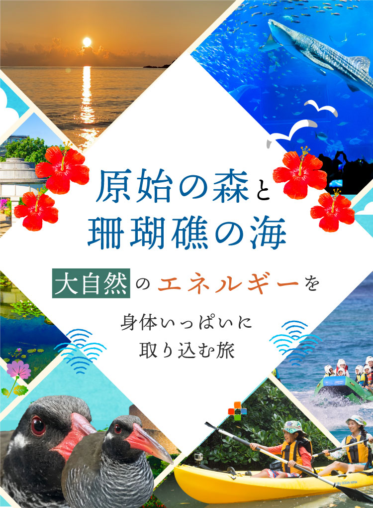 原始の森と珊瑚礁の海 大自然のエネルギーを身体いっぱいに取り込む旅