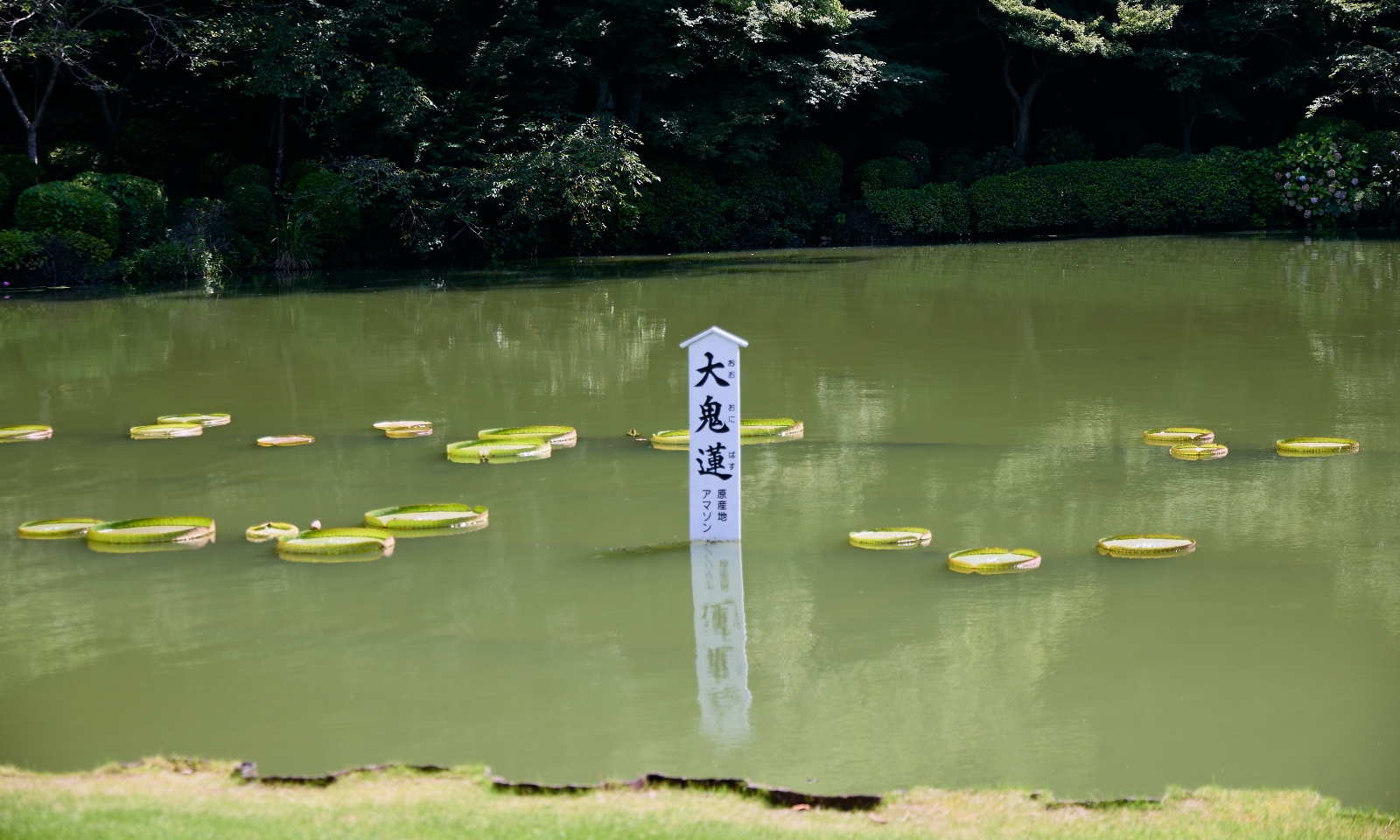 醤油ぷりんの画像