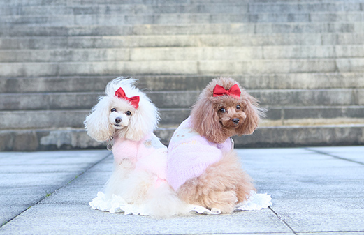 用漂亮的表情擺出高姿態!