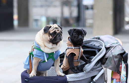 好想玩啊~。快點放下!