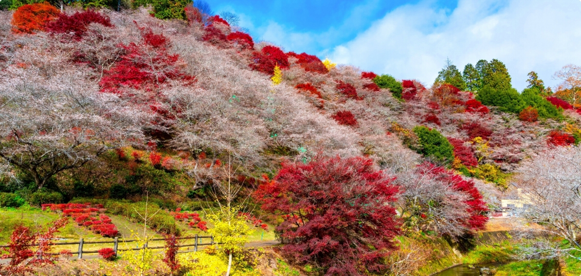 歴史も、技術も、エンタメも！名古屋の魅力をまるごと味わうハイブリッドコース4泊5日の旅